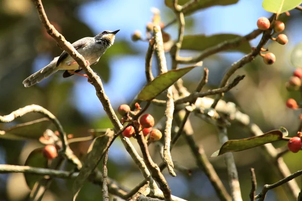 Weißkinn prinia - bigodi feuchtgebiete - uganda, afrika — Stockfoto