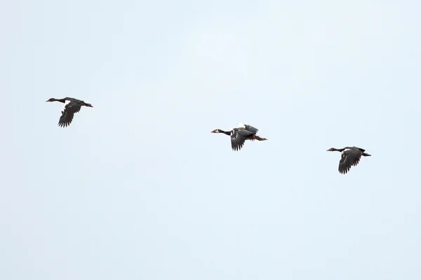 Weissgesichtige pfeifende ente - see opeta - uganda, afrika — Stockfoto