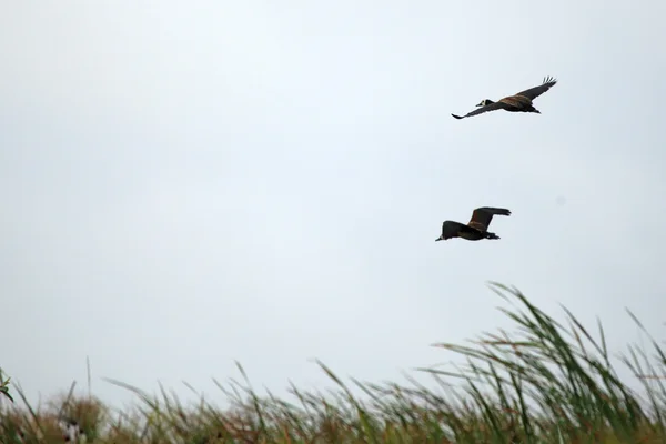 Beyaz ıslıkçı ördek - göl opeta - uganda, Afrika karşılaştı. — Stok fotoğraf