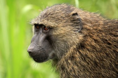 Zeytin baboon - bigodi sulak - uganda, Afrika