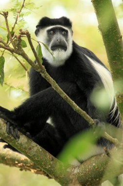 siyah ve beyaz colobus - bigodi sulak - uganda, Afrika