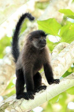 mangabey - bigodi sulak - uganda, Afrika gri yanaklı