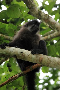 mangabey - bigodi sulak - uganda, Afrika gri yanaklı