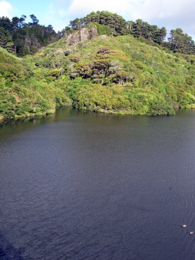 Orman - karori yaban hayatı sancutuary - Yeni Zelanda
