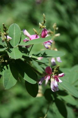 Heian Tapınağı, kyoto, Japonya