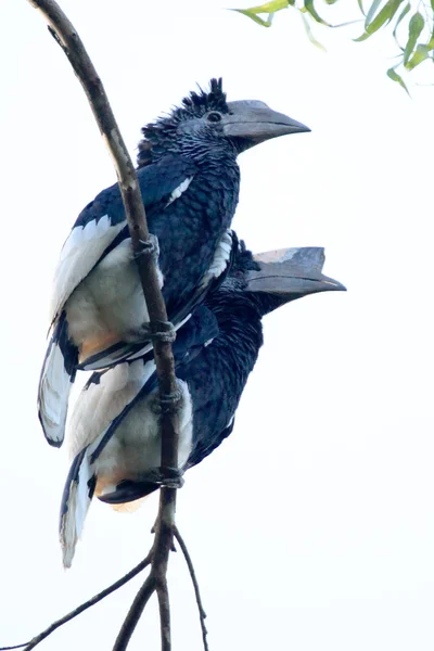 Black & White Casqued Hornbill- Bigodi Wetlands - Uganda, Africa — Stock Photo, Image