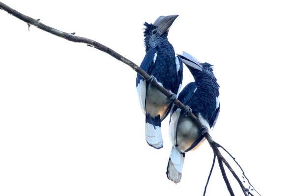 Czarny & biały casqued hornbill-bigodi bagna - uganda, Afryka — Zdjęcie stockowe