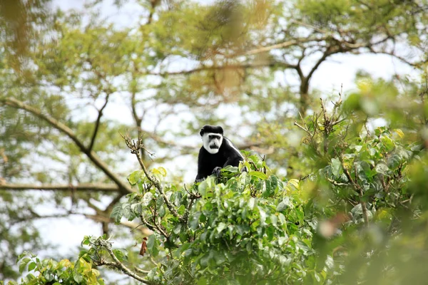 Black and White Colobus - Bigodi Wetlands - Uganda, África — Fotografia de Stock