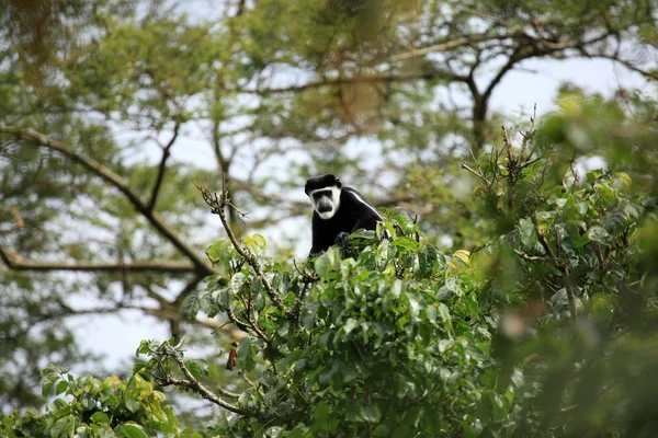 Fekete-fehér Colobus - Bigodi vizes - Uganda, Afrika — Stock Fotó