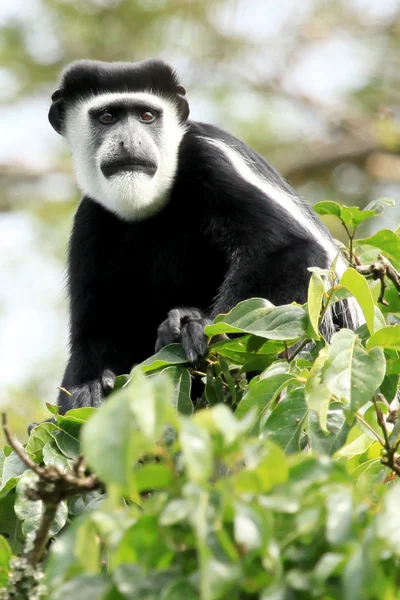 Černé a bílé colobus - bigodi mokřady - uganda, Afrika — Stock fotografie
