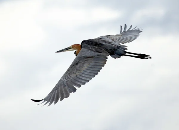 Goliath Heron - Lac Opeta - Ouganda, Afrique — Photo