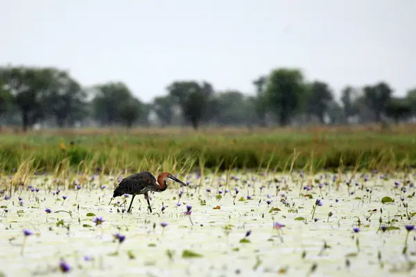 Goliath reiher - opeta-see - uganda, afrika — Stockfoto