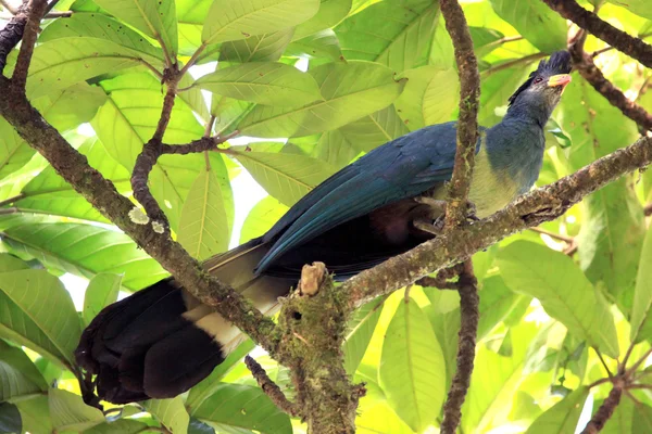 Großer blauer turaco - bigodi feuchtgebiete - uganda, afrika — Stockfoto