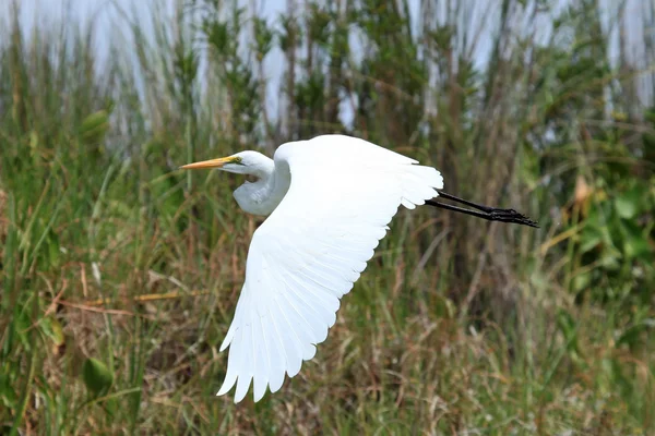 Great White Egret - Lake Opeta - Uganda, Africa — Stock Photo, Image