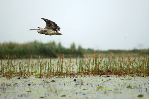 Gran Pelícano Blanco - Lago Opeta - Uganda, África —  Fotos de Stock