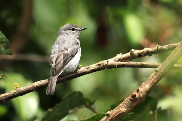 Moucherolle à gorge grise - Bigodi Wetlands - Ouganda, Afrique — Photo