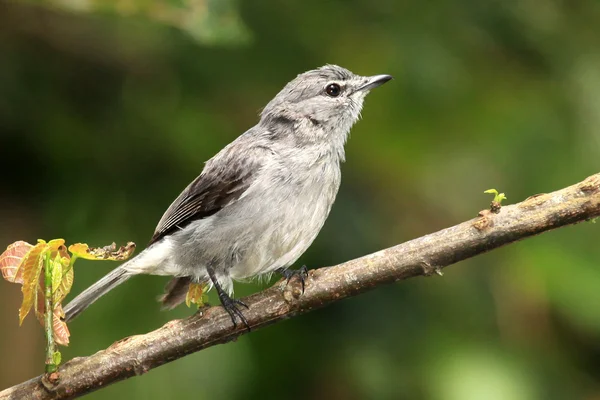 Cinza Throated Flycatcher - Bigodi Wetlands - Uganda, África — Fotografia de Stock