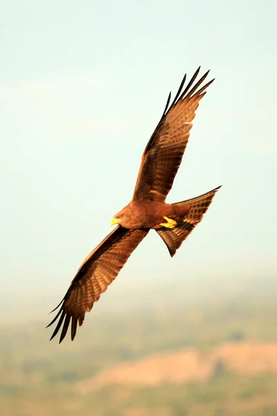 Yellow Billed Kite - Уганда, Африка — стоковое фото