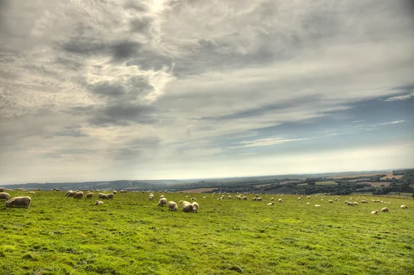 Campagne anglaise — Photo