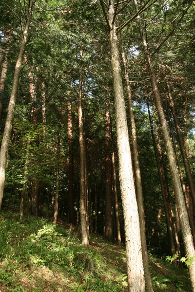 숲-사 사원, 교토, 일본 — 스톡 사진