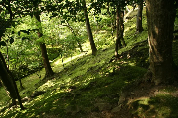 Δάσος - ginkakuji ναός, Κιότο, Ιαπωνία — Φωτογραφία Αρχείου