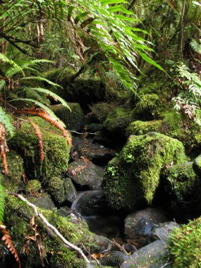 Milford Sound, Te Wahipounamu, Yeni Zelanda