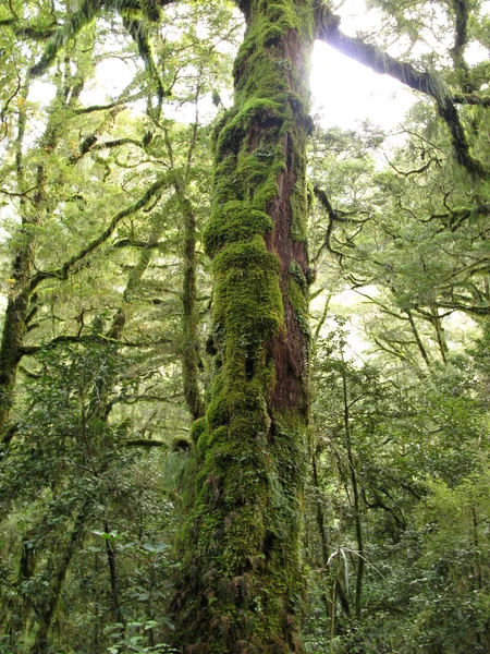 新西兰Te Wahipounamu Milford Sound — 图库照片