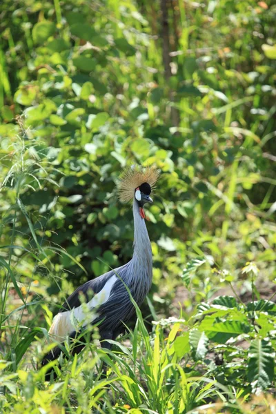 Crested Crane, Uganda — Stock Photo, Image