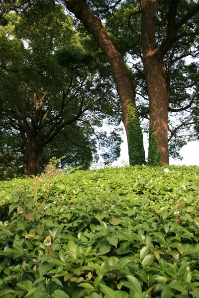 Östra palace gardens, tokyo, japan — Stockfoto