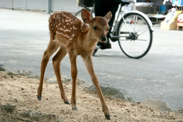 Bebek geyik, Japonya — Stok fotoğraf