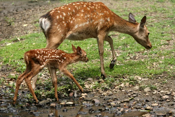 Madre e cervo, Giappone — Foto Stock