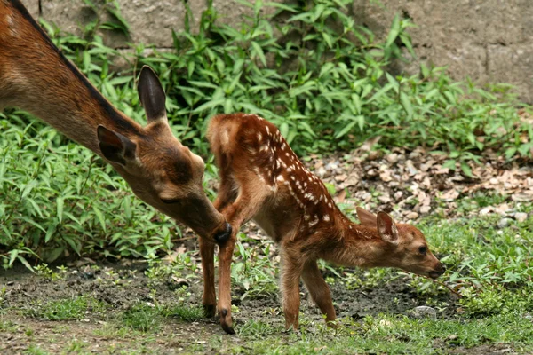 Cerf mère et bébé, Japon — Photo