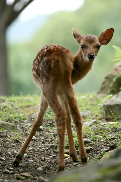 Baby Deer, Япония — стоковое фото