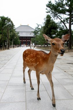 Todaiji antik tapınak, nara, Japonya