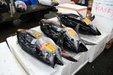 Tsukiji Balık pazarı, tokyo, Japonya