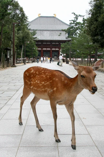 Todaiji antik tapınak, nara, Japonya — Stok fotoğraf