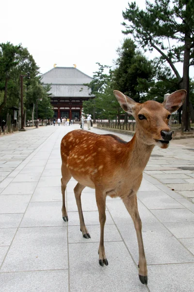 Todaiji Ancient Temple, Nara, Japan — Stock Photo, Image
