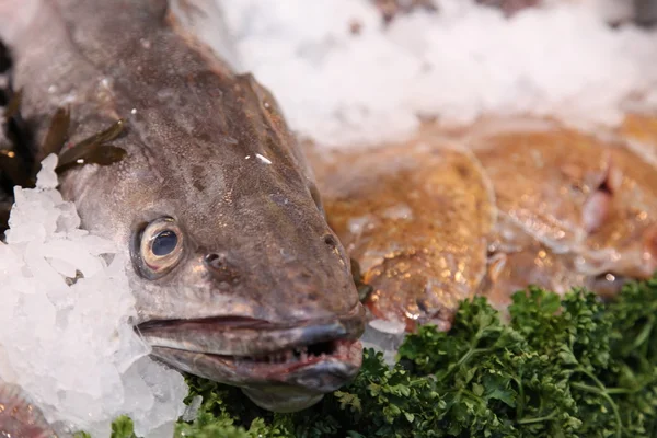 Fish Market — Stock Photo, Image