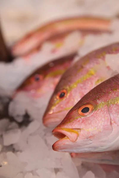 Fish Market — Stock Photo, Image