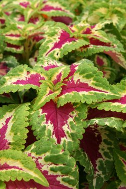 tropikal çiçek - tennoji park, osaka city, Japonya