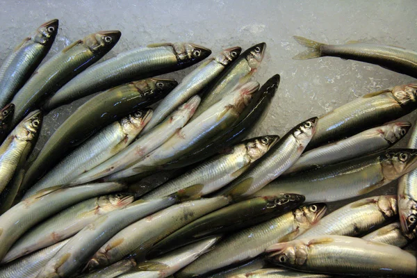 Mercado de pescado de Tsukiji, Tokio, Japón — Foto de Stock