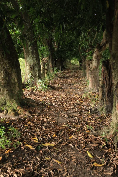 Mango Trees - Uganda, Africa — Stock Photo, Image