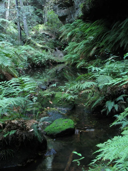 블루 마운틴 국립 공원, 유네스코, 호주 — 스톡 사진