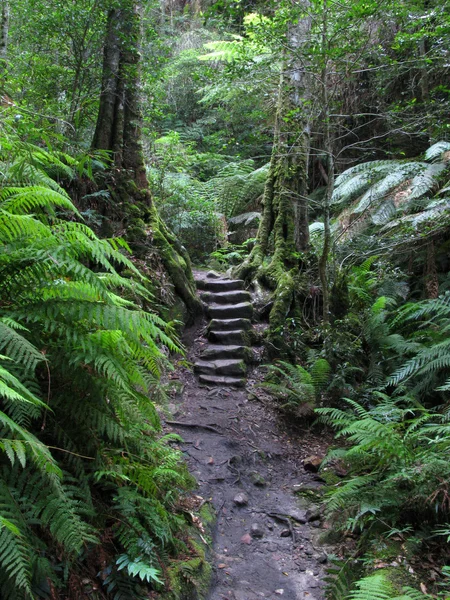 Escadaria através da floresta tropical — Fotografia de Stock