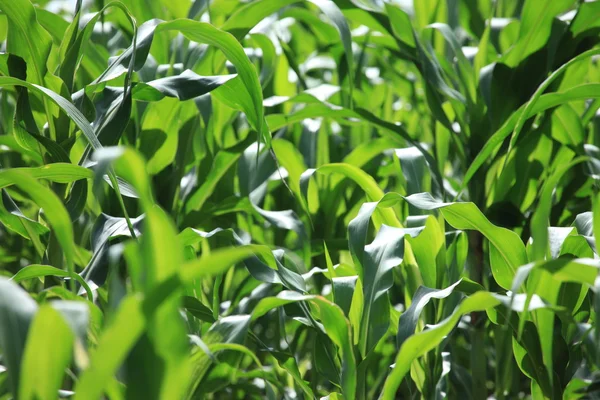 Bigodi moerassen - Oeganda — Stockfoto