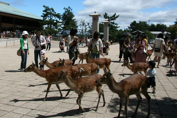 Kırmızı benekli geyik - miyajima, Japonya — Stok fotoğraf