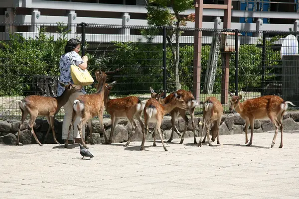 Czerwony Orlik jelenia - miyajima, Japonia — Zdjęcie stockowe