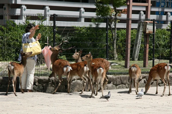 Kırmızı benekli geyik - miyajima, Japonya — Stok fotoğraf