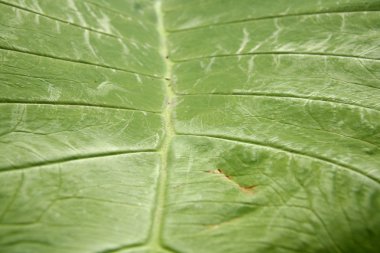 Lily pad yakın up - etki alanı, auckland, Yeni Zelanda