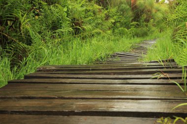 bigodi bataklık - uganda
